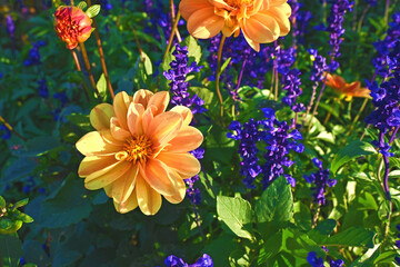ダリアとセージのお花畑