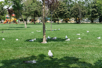 Seagulls flock resting city park green lawn Pendik Istanbul