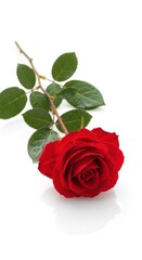 Single red rose lying on white reflective surface displaying love concept