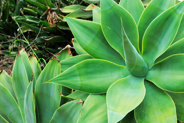 Agave attenuata, also known as a foxtail agave or swan's neck agave in coastal area of San Diego, California