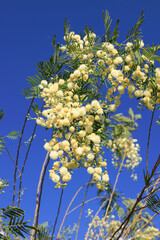 Acacia mearnsii, Black Wattle, creamy off-white puffball flowers against clear cloudless blue sky background in Spring, close up