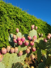 Close-up of a Prickly Pear Cactus or Opuntia ficus-indica with mature, bright pink to reddish-purple fruits, also known as tunas or prickly pears on top of green, spiny pads