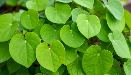 Close-up of vibrant green heart-shaped leaves (1)