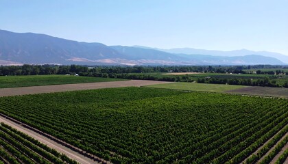 Aerial view of vineyard and farmland