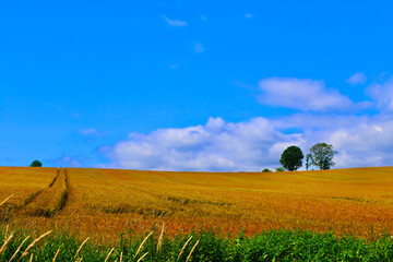 親子の木（北海道・上川郡美瑛町）