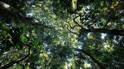 Lush forest canopy viewed from below.  Dense foliage and tall trees form a vibrant green ceiling. Sunlight filters through the leaves