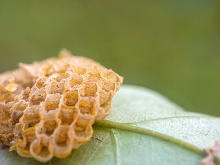 Close-up photo of an uninhabited beehive with a repeating hexagonal shape attached to a leaf,...