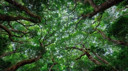 Fototapeta premium Lush canopy of trees, viewed from below