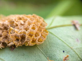Close-up photo of an uninhabited beehive with a repeating hexagonal shape attached to a leaf, Honeycomb Structure Without Bees. 