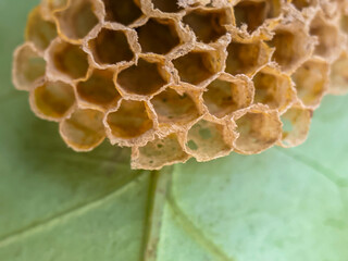 Close-up photo of an uninhabited beehive with a repeating hexagonal shape attached to a leaf, Honeycomb Structure Without Bees. 