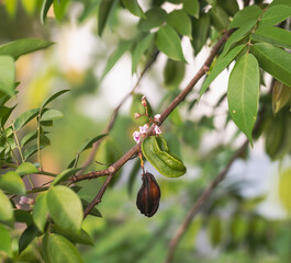 Starfruits on branch