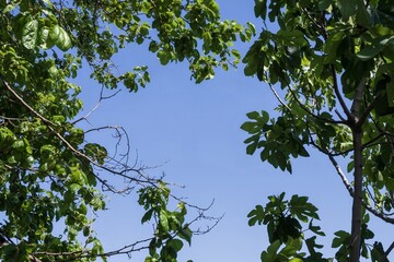 Beautiful view of lush green leaves on tree branches framing a clear blue sky. Natural summer...
