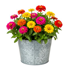 Fototapeta premium vibrant zinnia blooms in galvanized metal planter for summer decor
