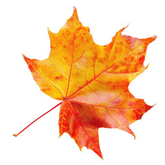 Obraz premium Vibrant autumn maple leaf, displaying rich fall colors