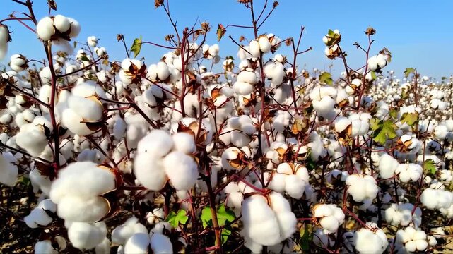 Abundant cotton bolls on plants