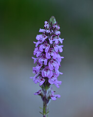 Fototapeta premium Little Elephant's Head (Pedicularis attollens) blooms in the Hoover Wilderness of California. 