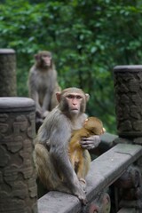 Reshu macaque and her baby in Zhangjiajie National Forest Park, Hunan province, China