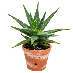 vibrant aloe vera plant in terracotta pot perfect for home decor and wellness