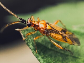 Macro photo of an exotic orange insect on a green leaf 