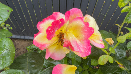 A multicolored pink and yellow garden rose covered in raindrops as it begins to wilt and decay at...