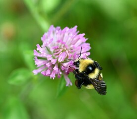 bee on a flower