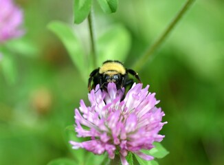bee on a flower