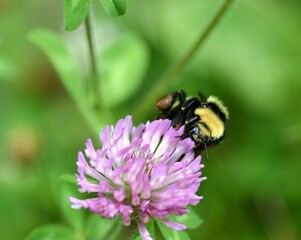 bee on a flower