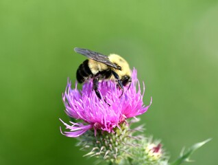 bee on a flower