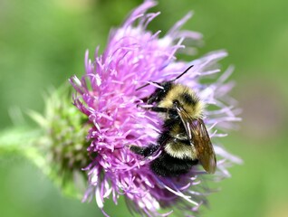 bee on a flower
