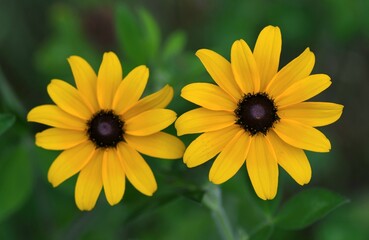 Black eyed susan flowers