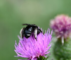 bee on a flower