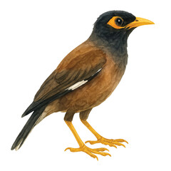 Fototapeta premium Watercolor Common Myna Bird on Transparent Background