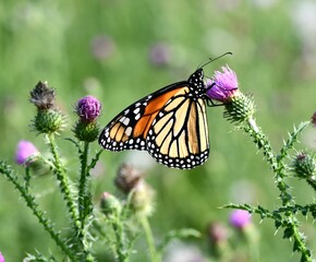 Monarch butterfly on flower