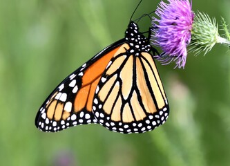 Monarch butterfly on flower