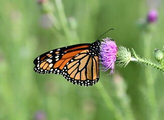 Monarch butterfly on flower