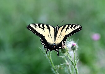 Yellow swallowtail butterfly on a flower