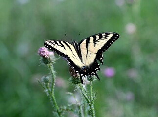 Yellow swallowtail butterfly on a flower