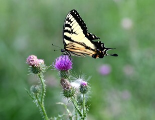 Yellow swallowtail butterfly on flower