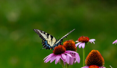 Close up view of a female eastern tiger swallowtail butterfly (papilio glaucus) feeding on a purple coneflower (echinacea purpurea), with defocused background