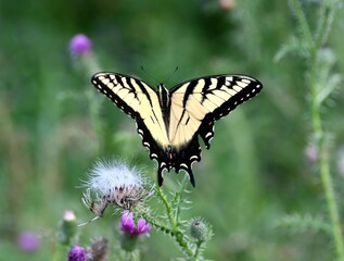 Yellow swallowtail butterfly on a flower