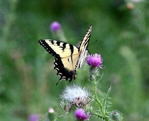 Yellow swallowtail butterfly on a flower