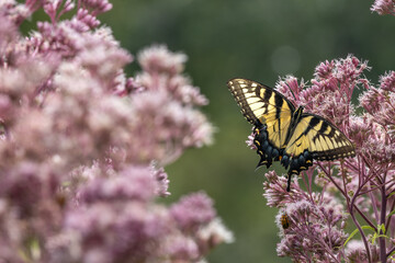 Close up view of a female eastern tiger swallowtail butterfly (papilio glaucus) feeding on a Joe-Pye wildflower, with defocused background