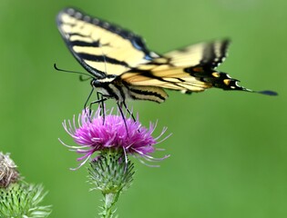 Yellow swallowtail butterfly on flower