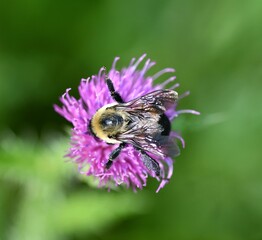 bee on pink flower