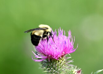bee on thistle
