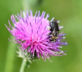 bee on a flower