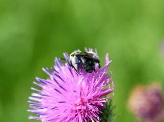 bee on a flower