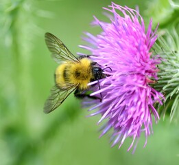Bumblebee on a flower