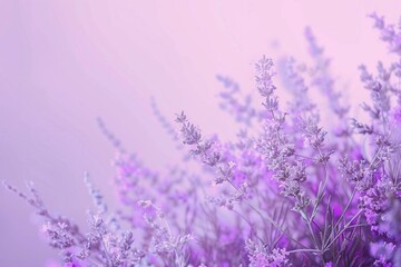 Fototapeta premium field of lavender