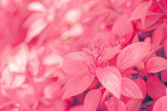 pink hydrangea flower - Powered by Adobe